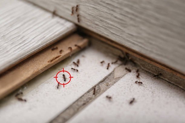Trusted Jackpot, NV Pest Control Experts