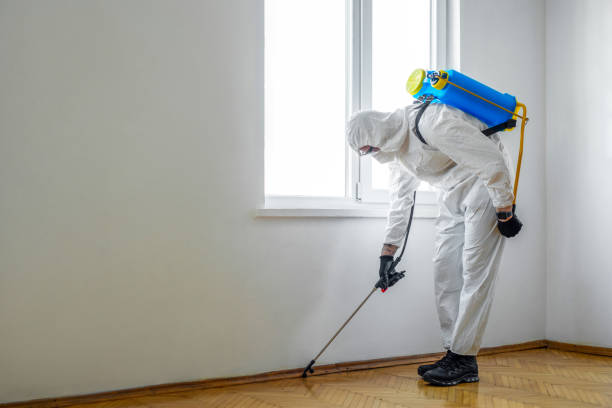 Best Local Pest Control Services  in Jackpot, NV
